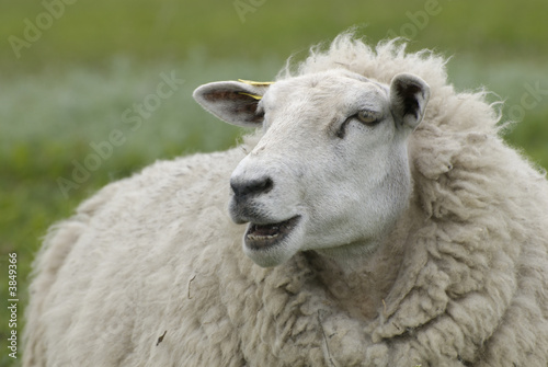 a portret of a cute sheep