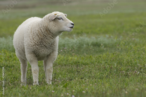 a lamb in a nature reserve of texel
