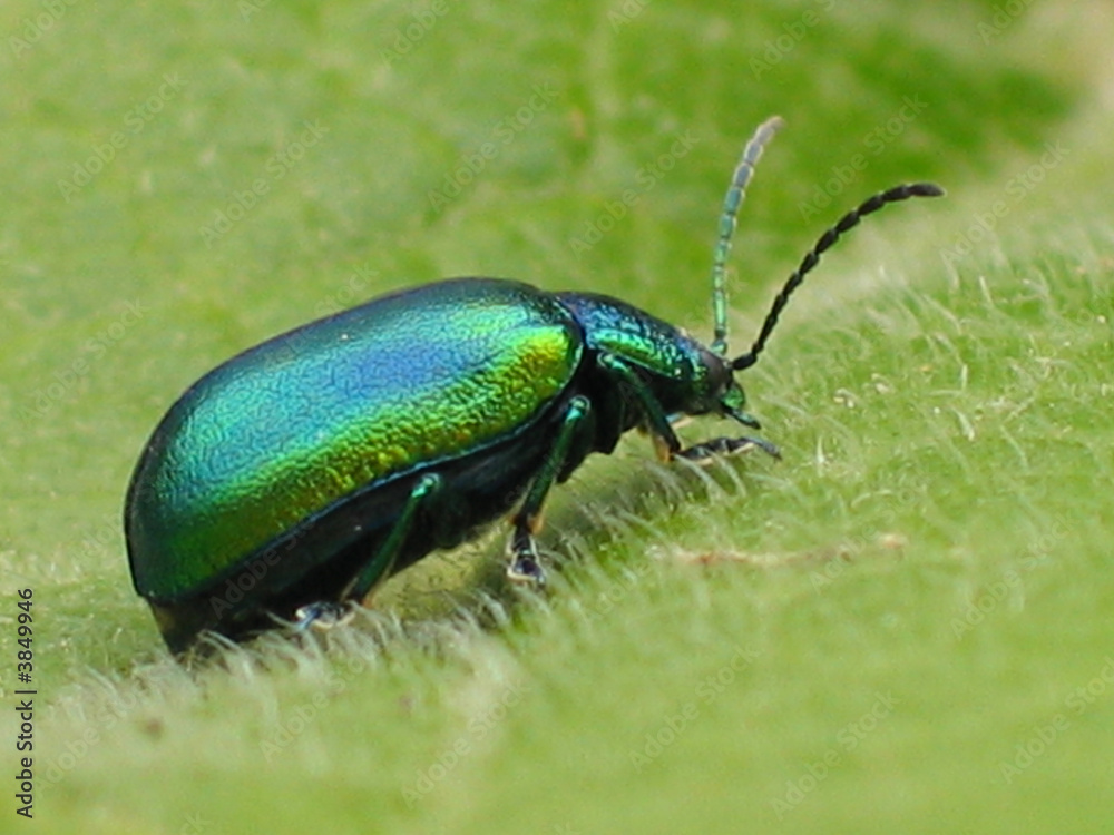 Fototapeta premium Käfer