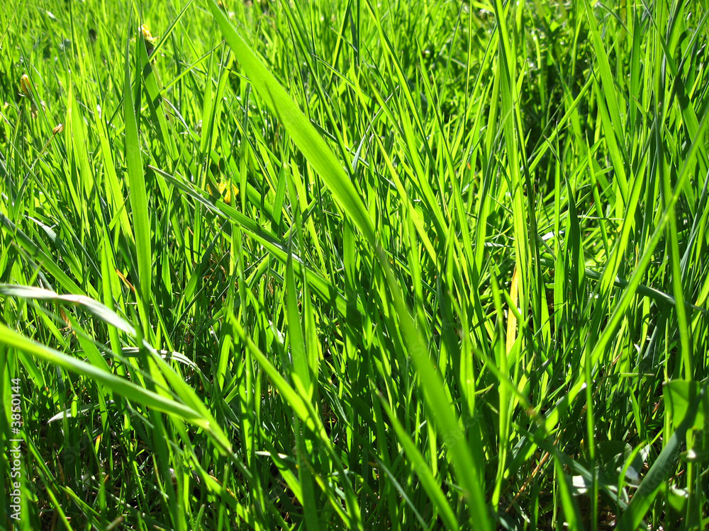 Obraz premium Green grass
