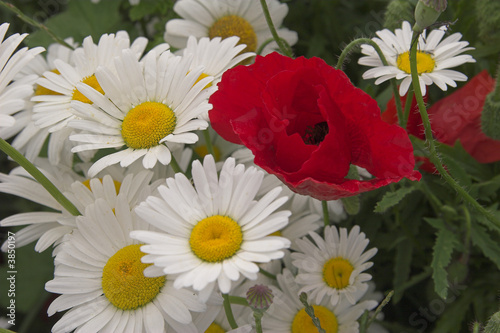 Mohn und weisse Bl  ten