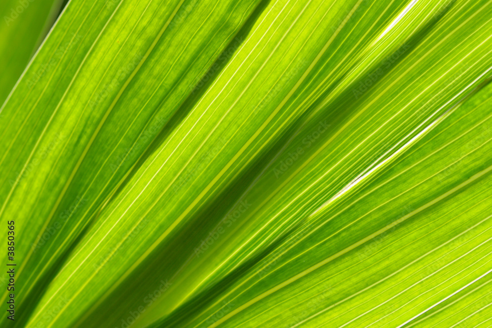 Floral background - green leaves super close up Floral background - green leaves super close up