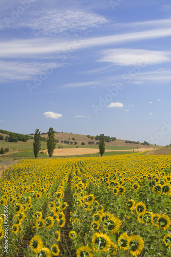 Sunflower field with a little hil in the background