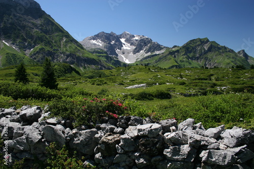 steinmauer mit alpenrose im hochgebirge