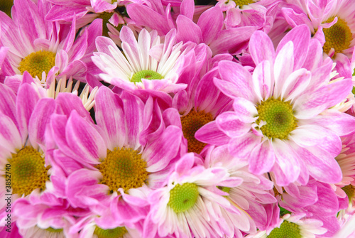 Gerbera plant flower background - nature abstract