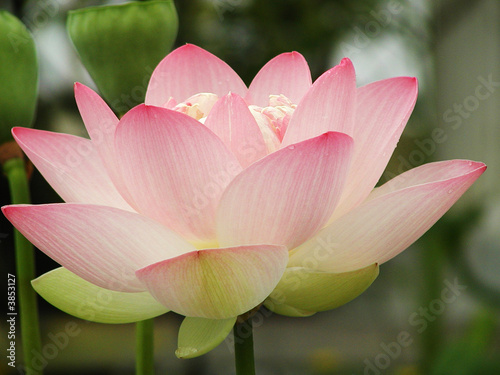Lotus Flower