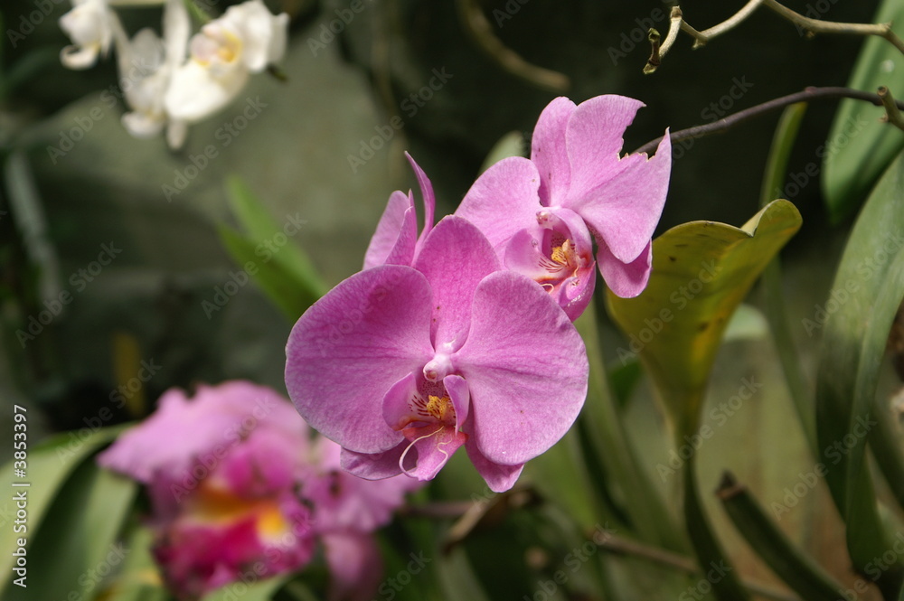orchidée rose dans une serre à Honfleur