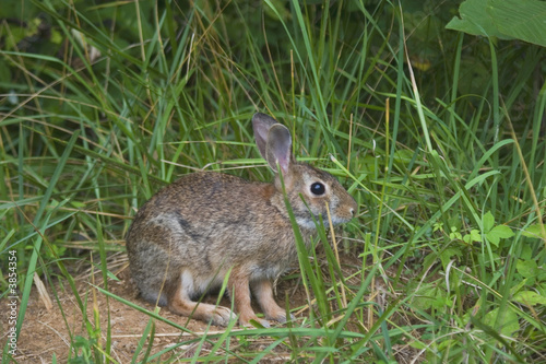 cottontail rabbit © Guy Sagi