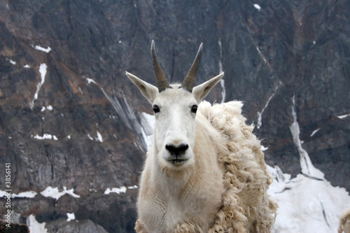 Mountain goat near Granite Peak, Montana photo