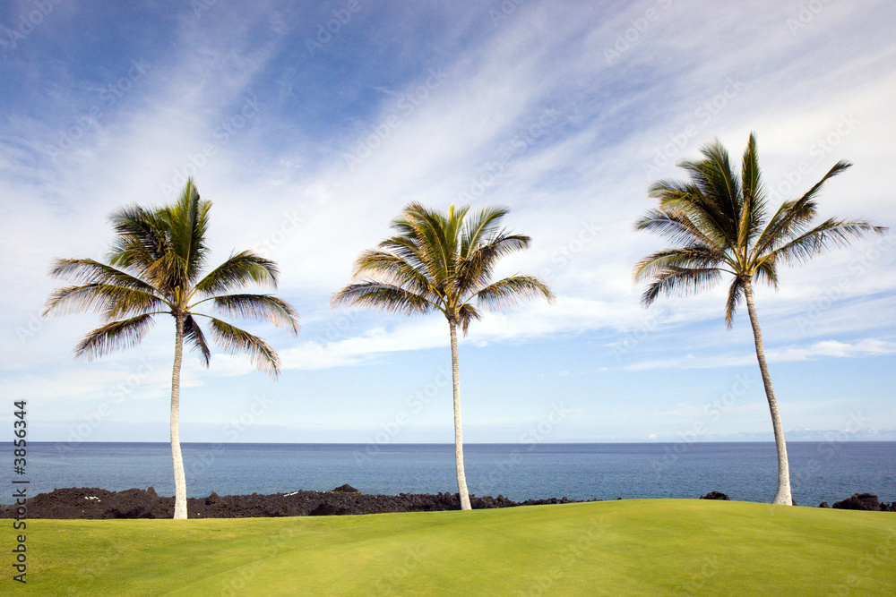 Hawaiian Palm Trees on Volcanic Lava Coast of Kona Island Hawaiian Palm Trees on Volcanic Lava Coast of Kona Island