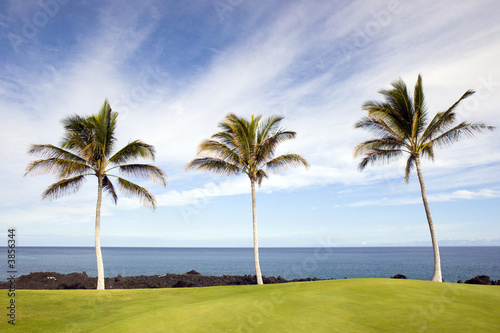 Fototapeta Naklejka Na Ścianę i Meble -  Hawaiian Palm Trees on Volcanic Lava Coast of Kona Island