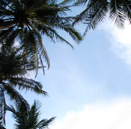 upward view of Coconut palm trees 