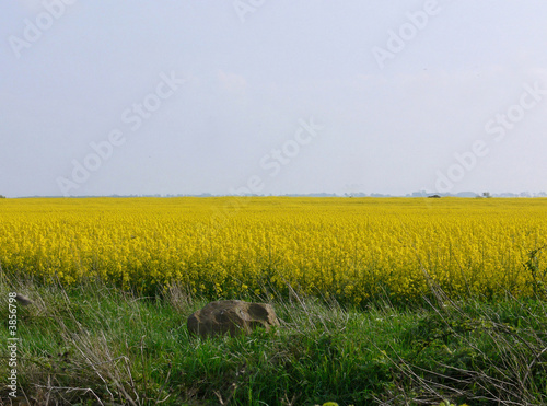 Rapeseed field