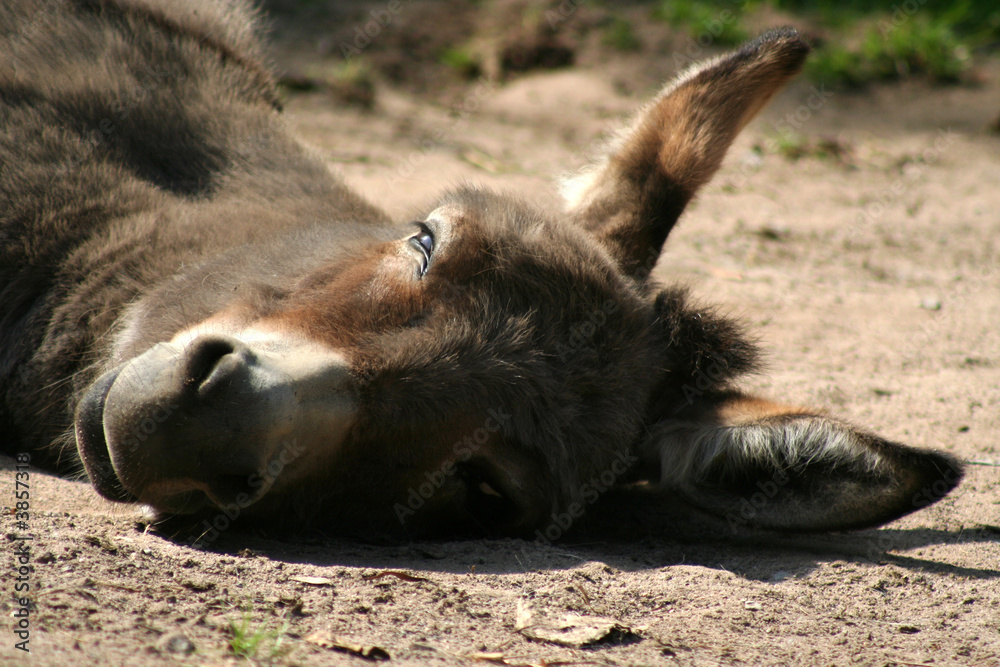 Fototapeta premium Hausesel