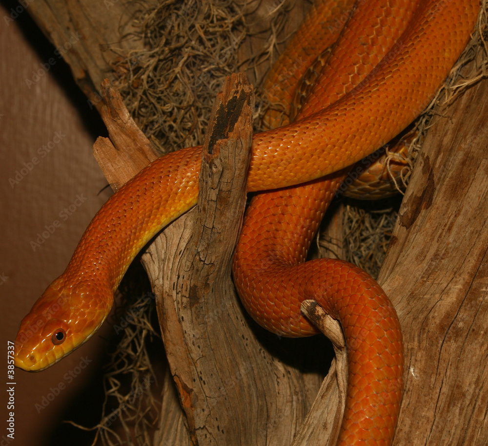 Naklejka premium Everglades Ratsnake