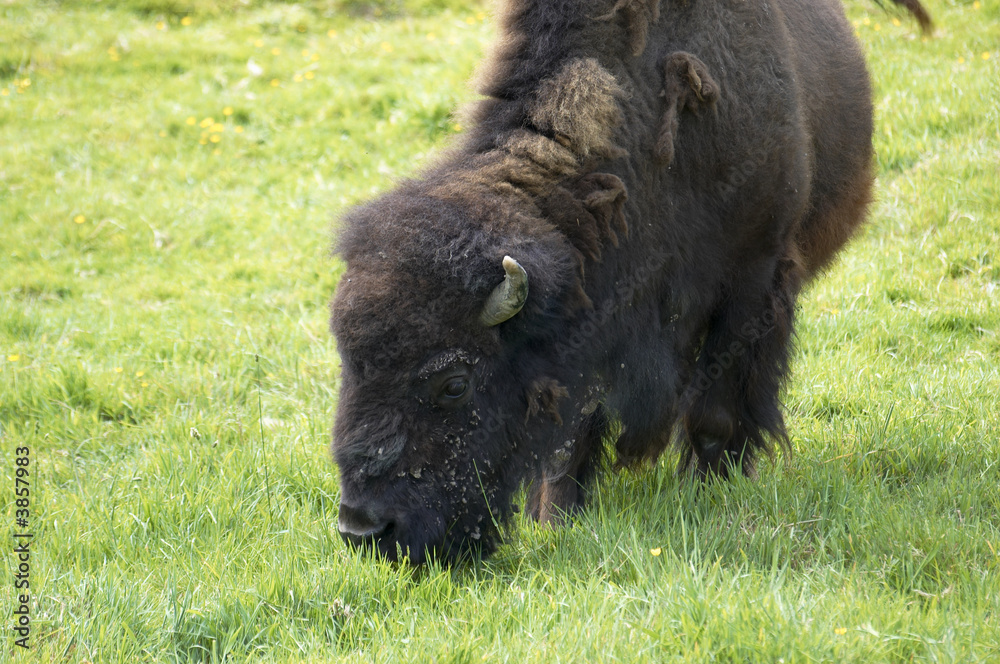 An american buffalo or Bisson, grazing in a field An american buffalo or Bisson, grazing in a field