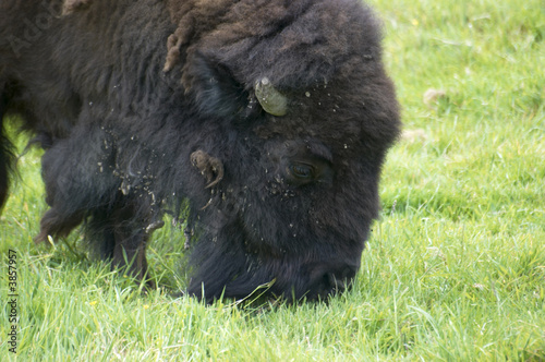 An american buffalo or Bisson, grazing in a field