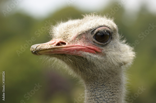 A portrait of an Ostrich with background out of focus