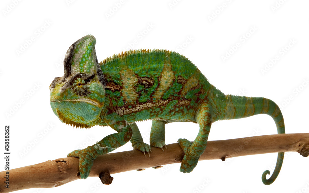 Obraz premium chameleon