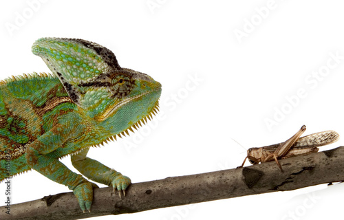chameleon and cricket