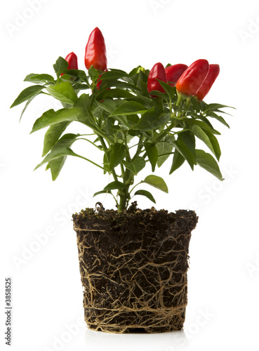 red pepper plant