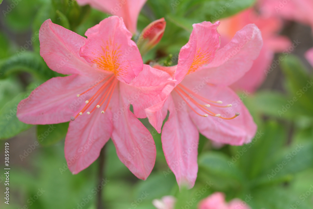 Flowers, Rhododendron Hybrid Rozeum Elegans, Macro Flowers, Rhododendron Hybrid Rozeum Elegans, Macro