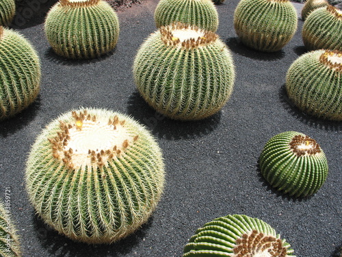 Kakteen