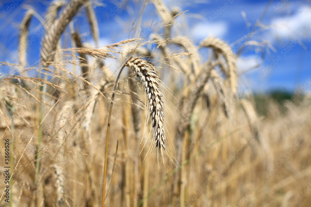 Fototapeta premium Agriculture