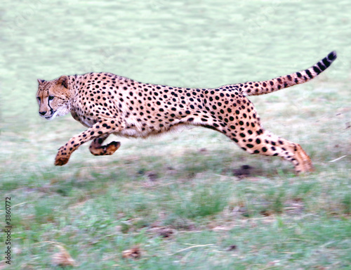 Cheetah running on open plains