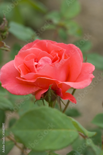 pink rose on green background  macro