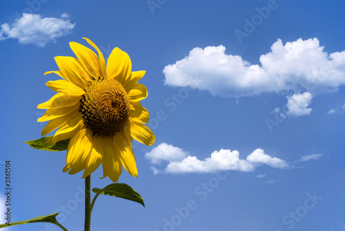 Sonnenblume Wolken