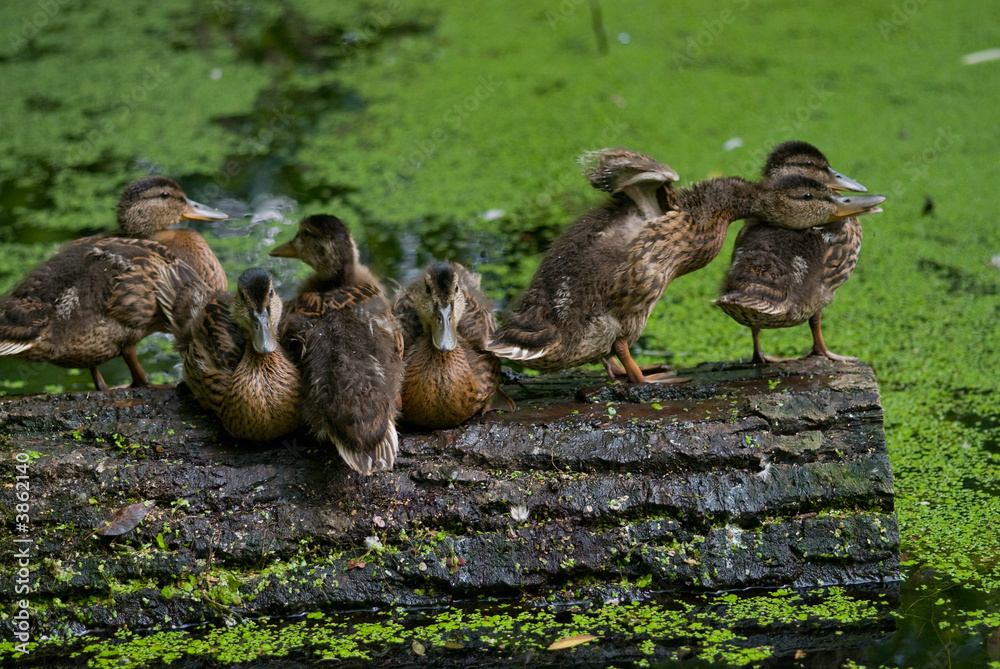 Duck family