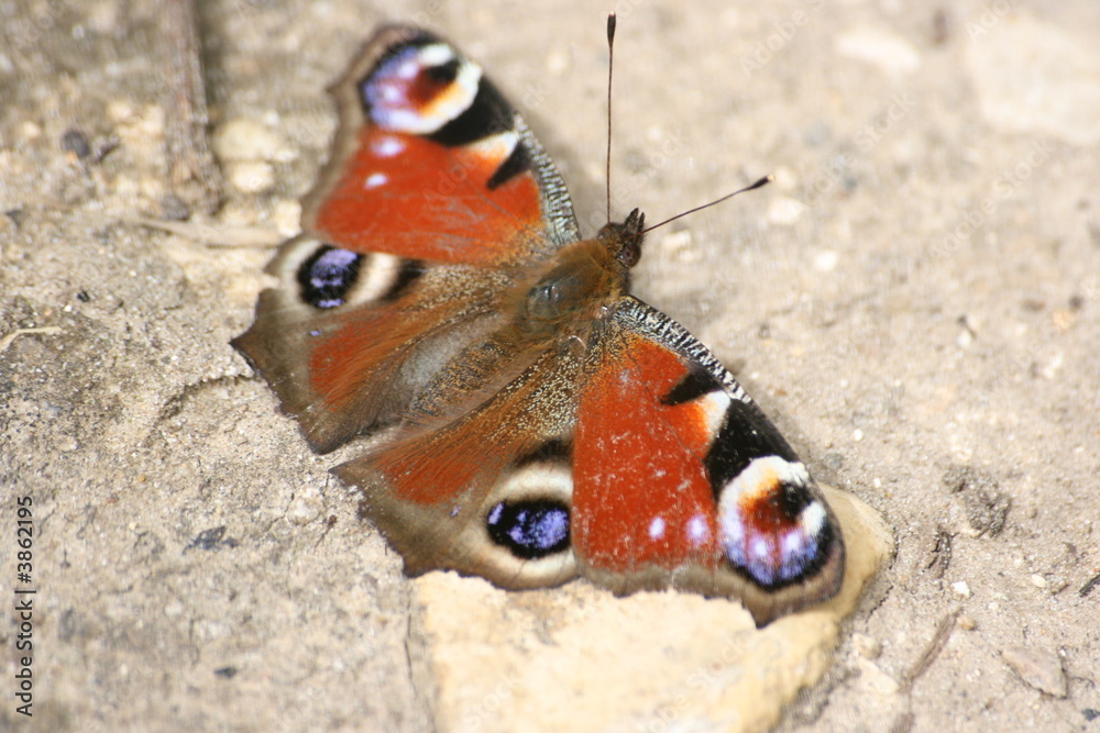 Paon du jour sur la terre