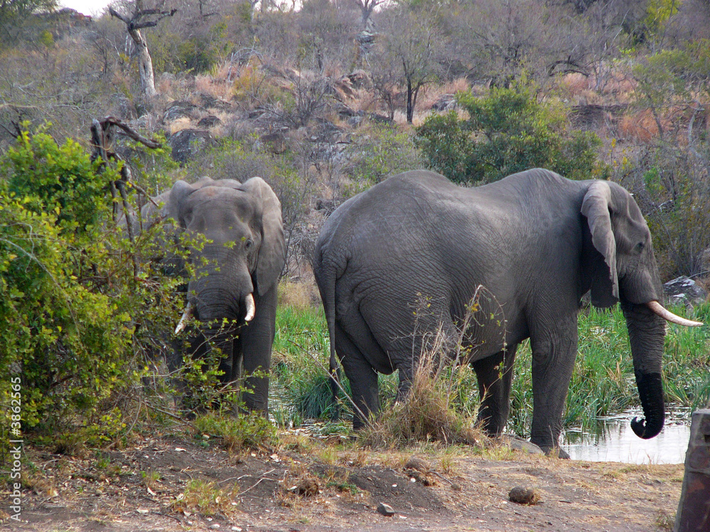 Two elephants drinking water in Kruger PArk, RSA
