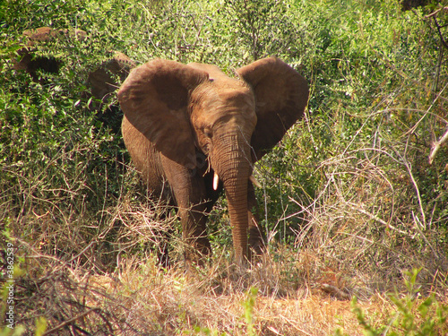 Elephant in Kruger Park, RSA