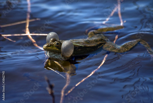 Croaking frog