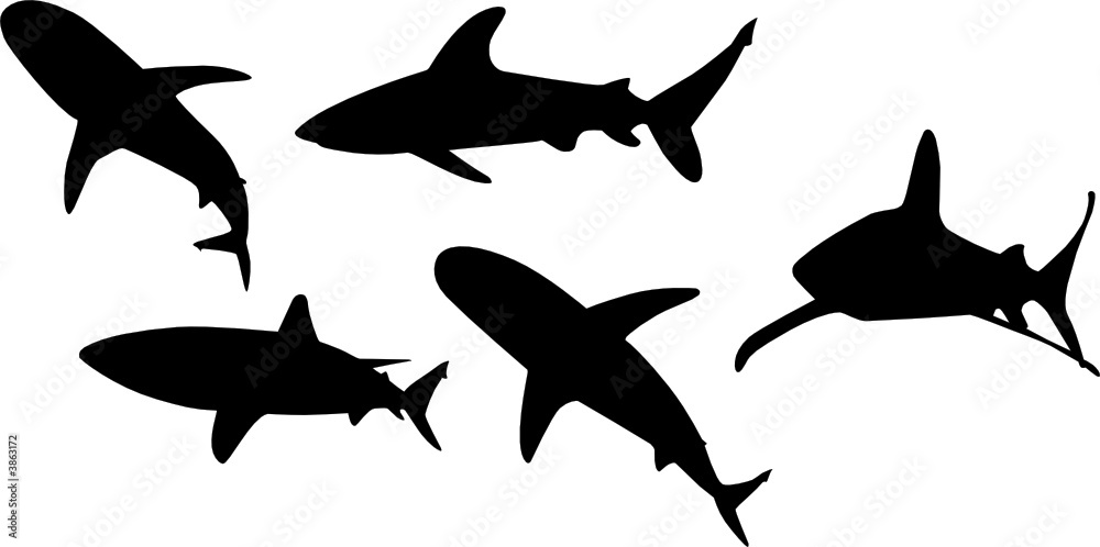 Fototapeta premium Hai