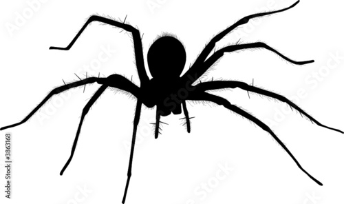 Spinne