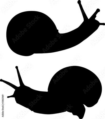 Schnecke