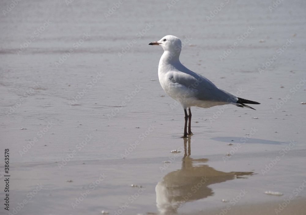 A lone seagull standing at the water's edge