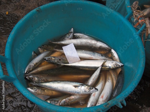 pesce fresco appena pescato al mercato del pesce azzurro