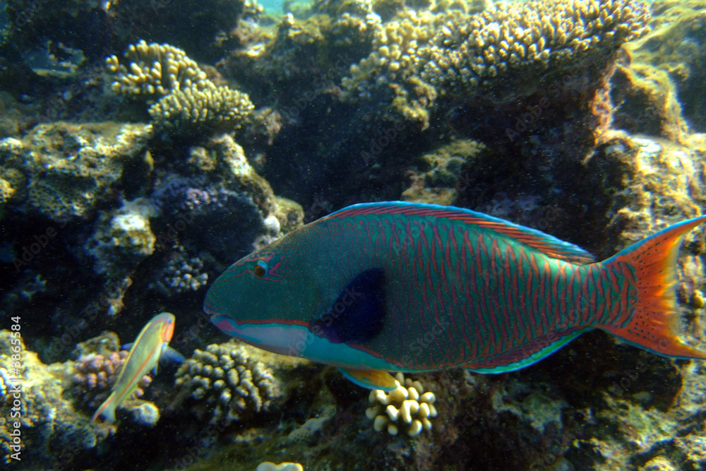 Parrot Fish Parrot Fish
