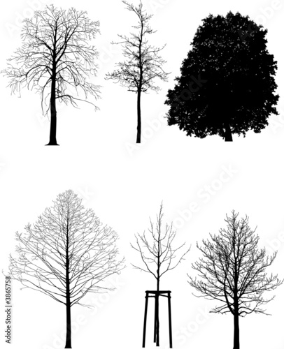 silhouettes arbres