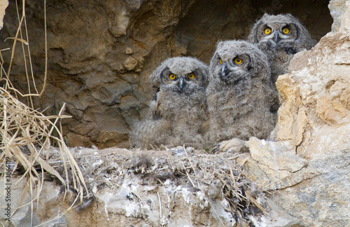 Eurrasian Eagle Owl.