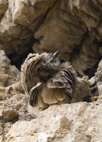 Eurrasian Eagle Owl.