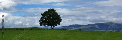 l'arbre face aux montagnes