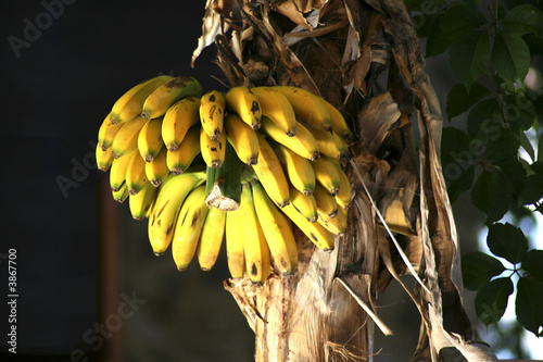 banane gelb am baum