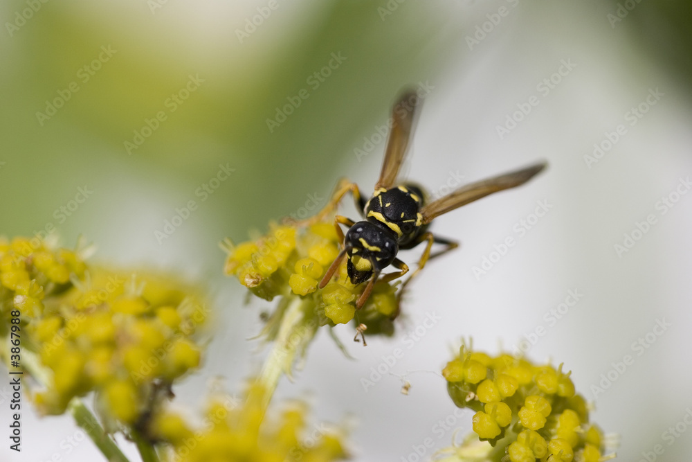 Die Wespe