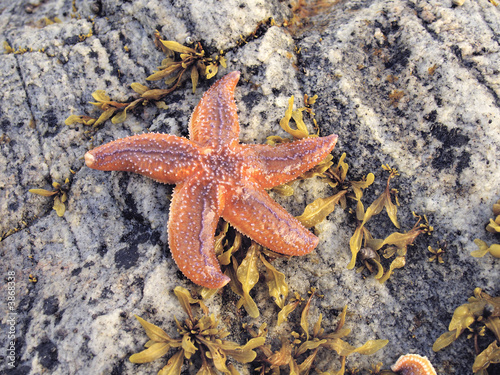 Starfish on a sea stone