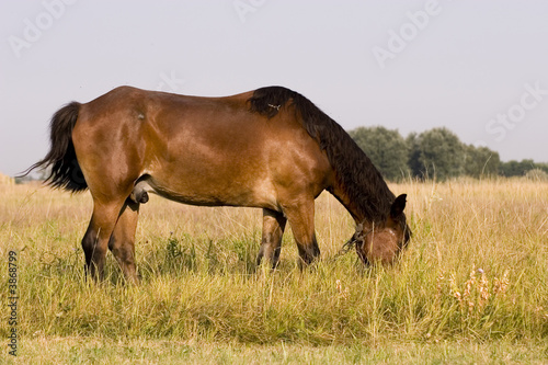 Horse